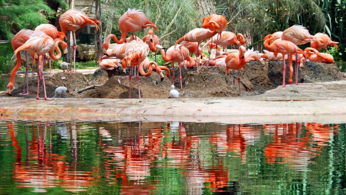 Barcelona Zoo e1528897101281 Barcelonas district, this month: Barceloneta