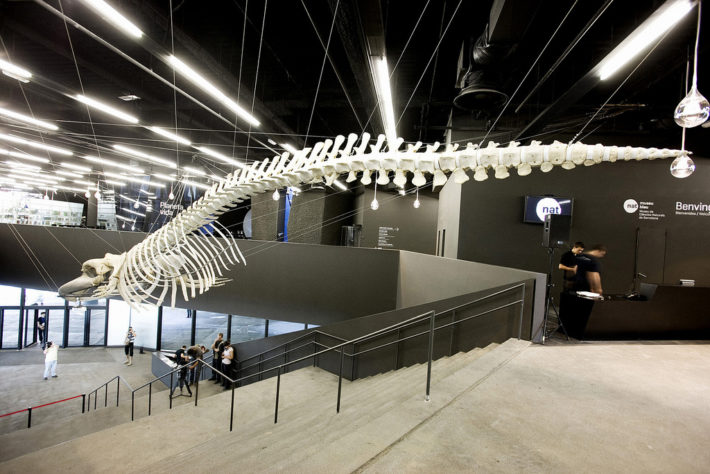 The whale by Raúl Ruz flickr e1541511655600 The Blue Museum